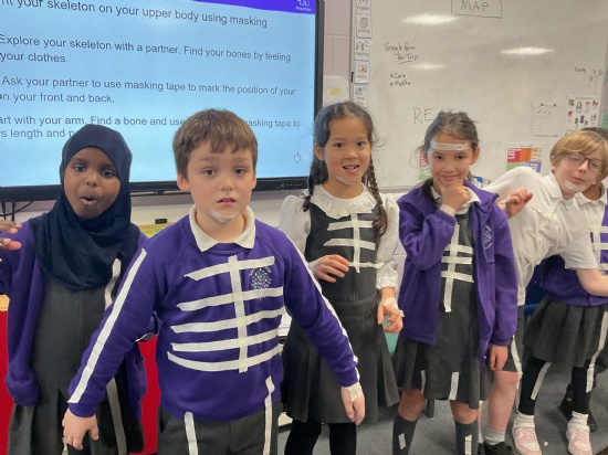 Year 3 Focus on the Human Skeleton